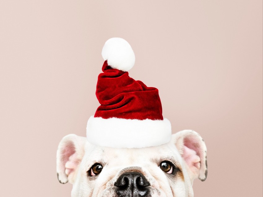 dog, santa claus, new year, christmas