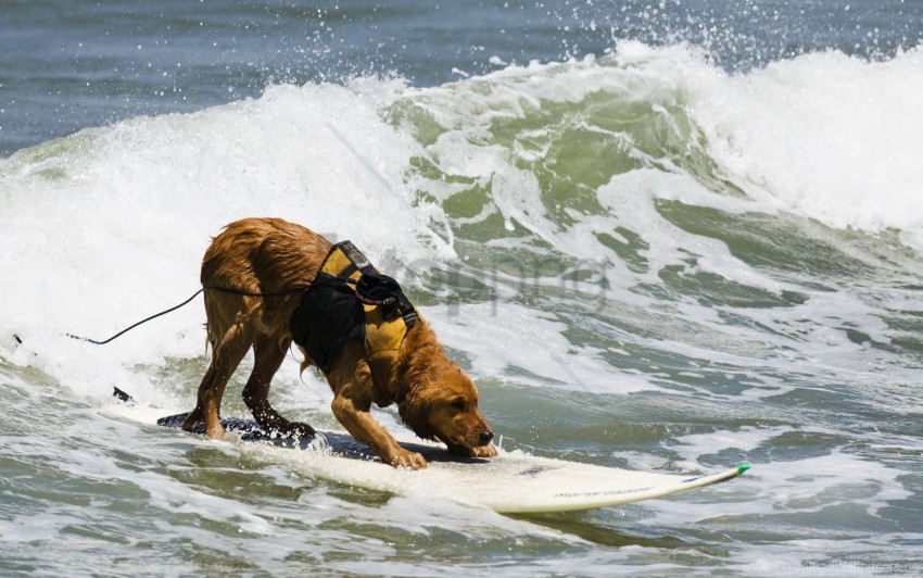 Dog Sea Surf Surfing Water Waves Wallpaper Background Best Stock Photos