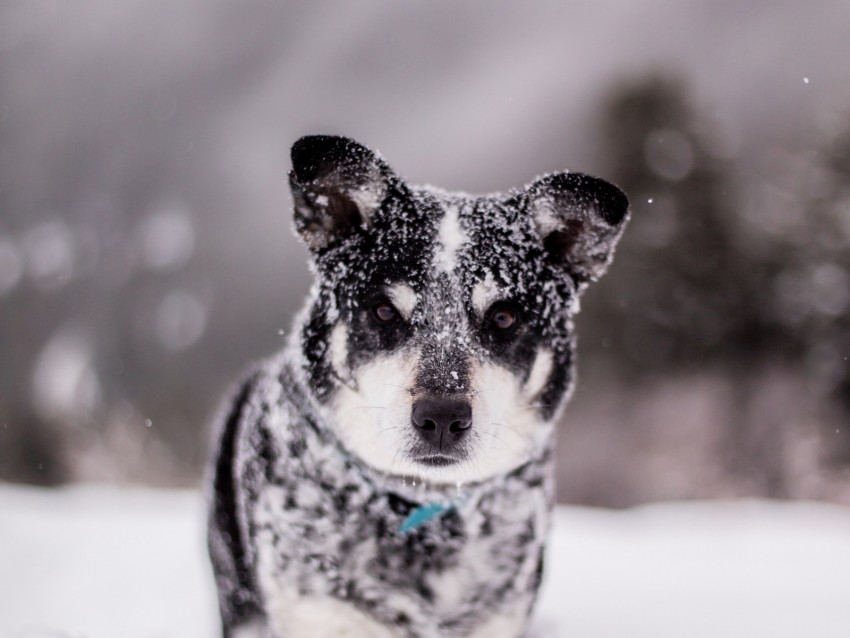 dog, snow, wet, muzzle, funny, snowdrift