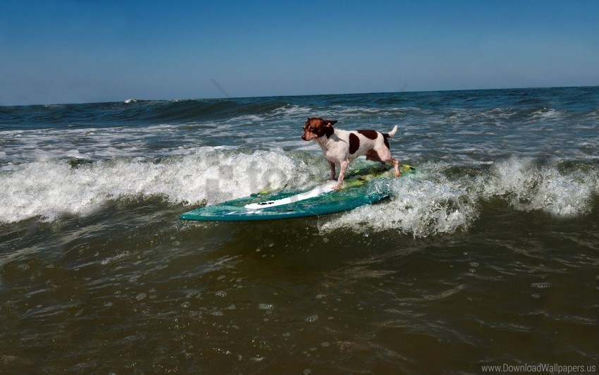 dog sports surfing wave wallpaper background best stock photos - Image ID 160166