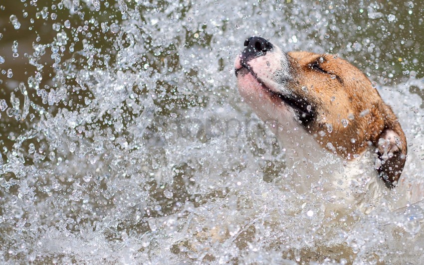 dog spray water wallpaper background best stock photos - Image ID 160543