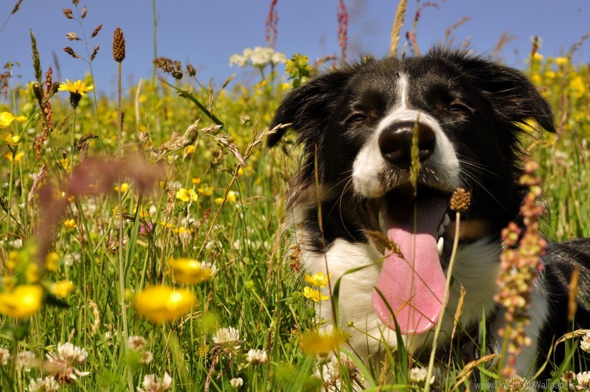 dog tongue radaya field squinted summer wallpaper background best stock photos - Image ID 162194