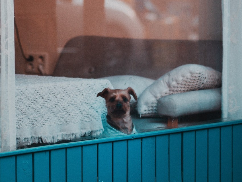 dog, window, pet, cute
