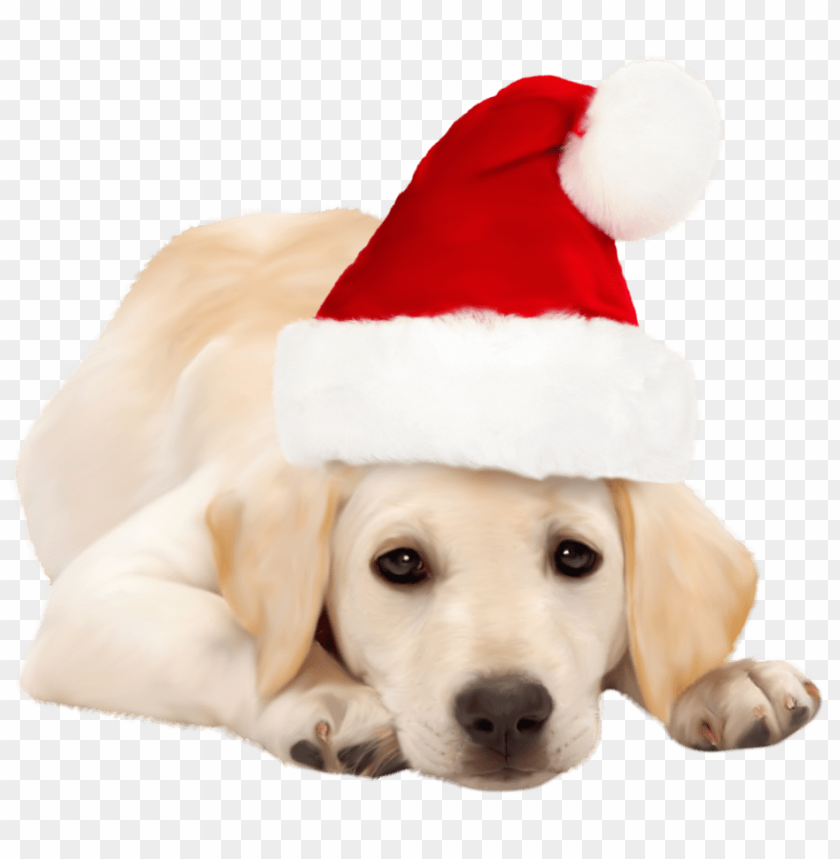 dog, hat, santa