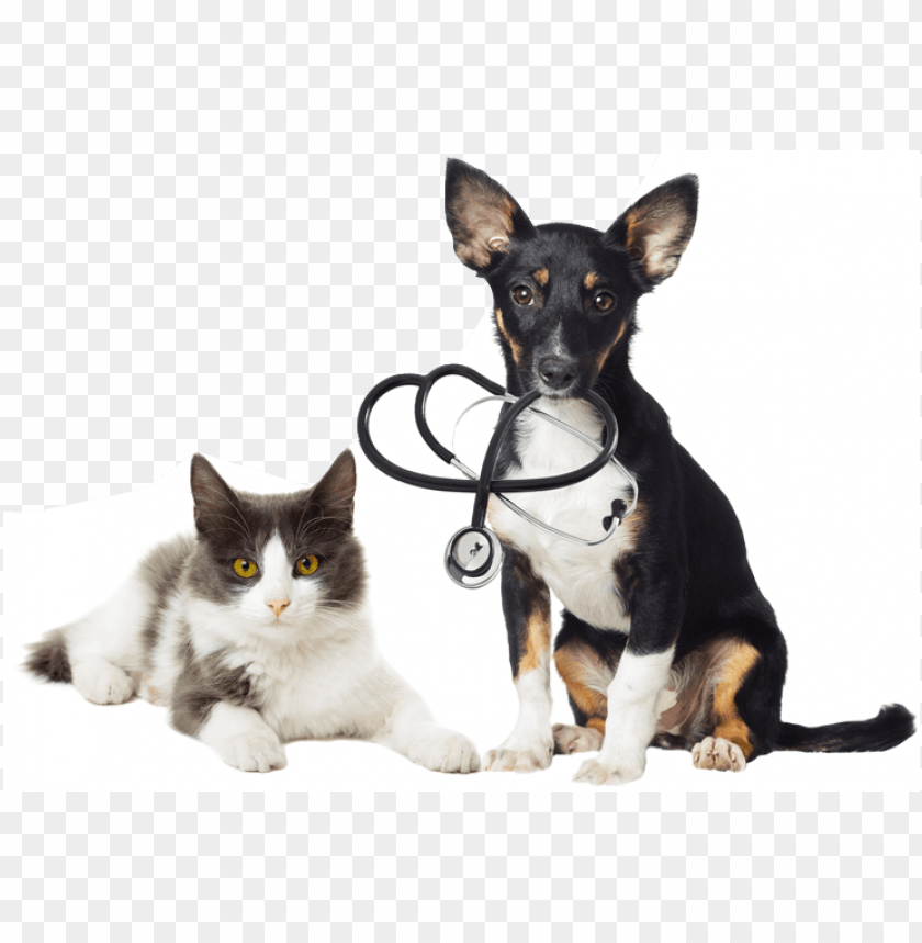 Dog With Stethoscope And Cat - Cat Dog Vet PNG Transparent With Clear Background ID 203130