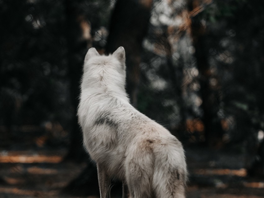 dog, wolf, white, forest, wool
