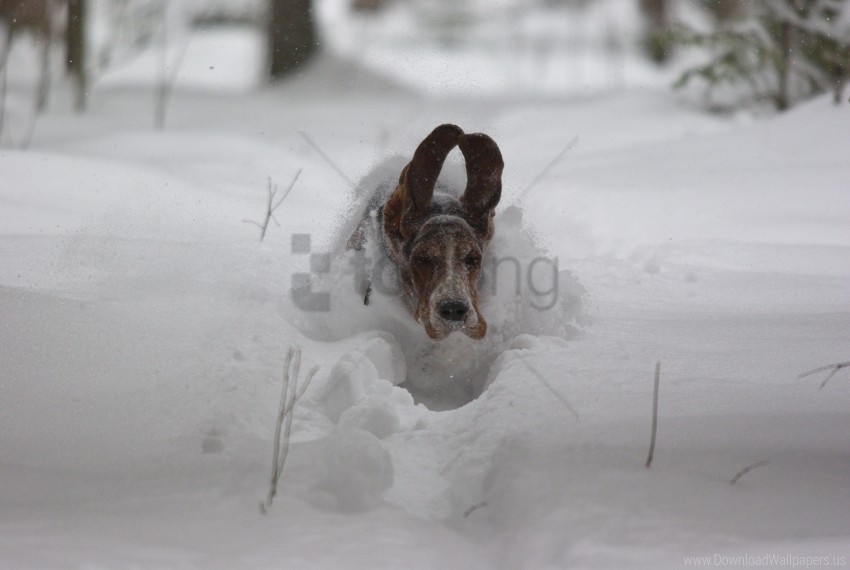 dog39s ears flight snow speed wallpaper background best stock photos - Image ID 162203