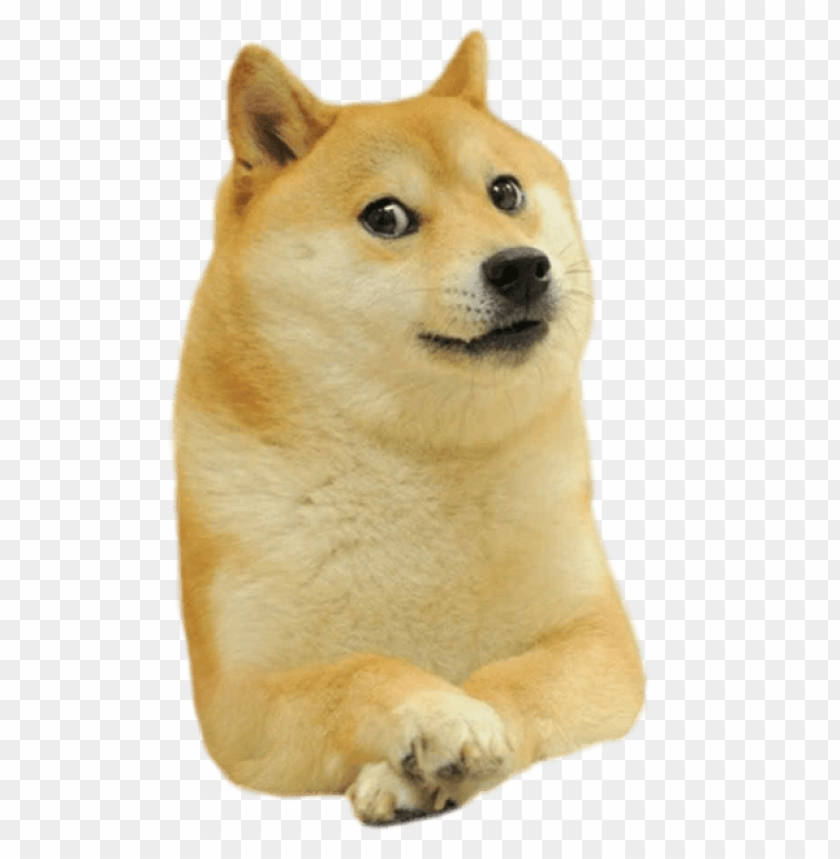 doge facing right PNG transparent with Clear Background ID 473584