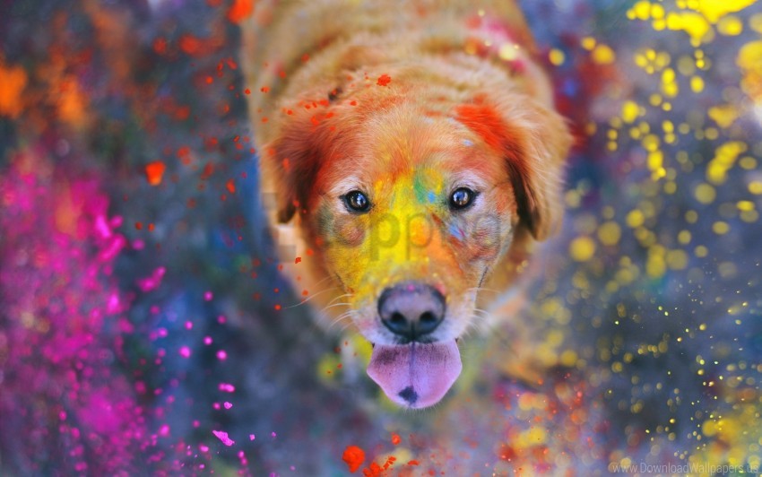 dogs, face, paint, spray wallpaper background best stock photos | TOPpng