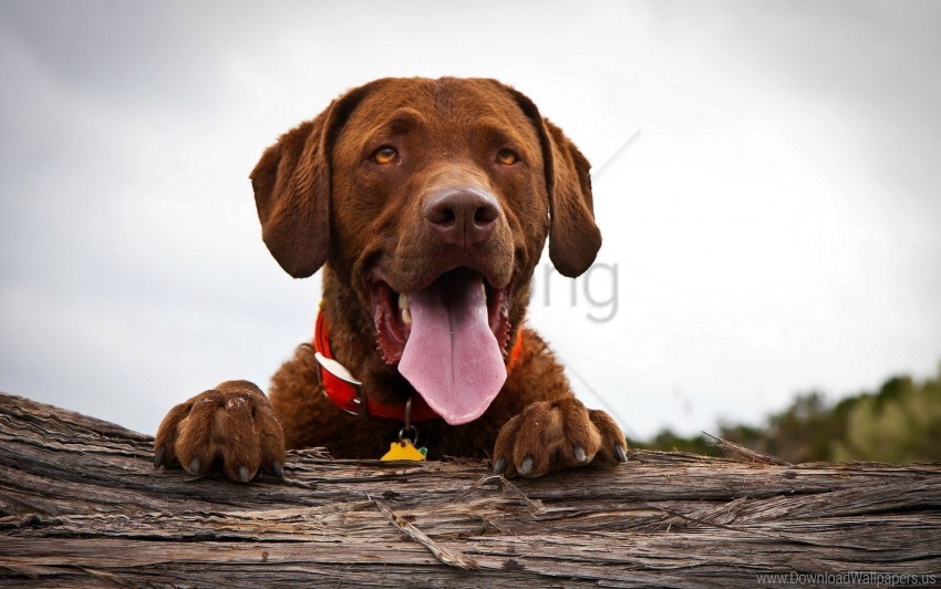 dogs face rest tongue wallpaper background best stock photos - Image ID 160696