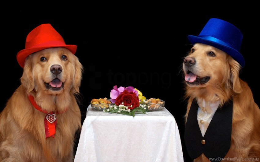 Dogs Flowers Food Hats Wallpaper Background Best Stock Photos