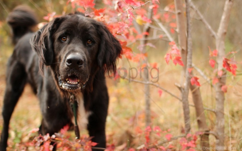 dogs grass muzzle twigs wallpaper background best stock photos - Image ID 160863