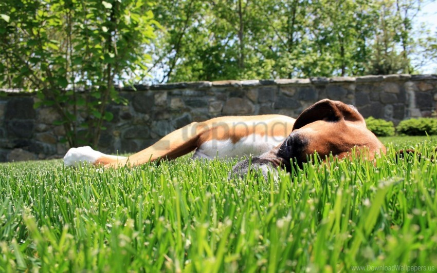 dogs grass sleep sunlight wallpaper background best stock photos - Image ID 160818