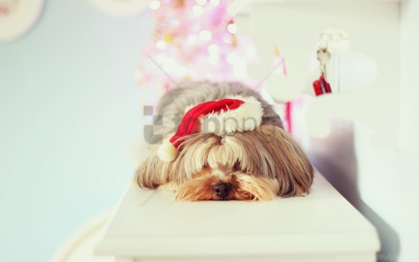 Dogs Hats Puppy Sleeping Terrier Wallpaper Background Best Stock Photos