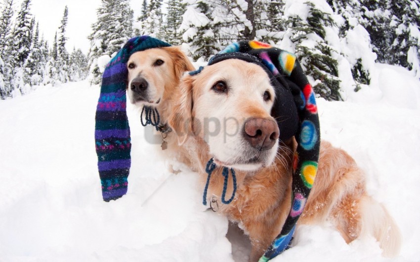 Dogs Hats Snow Winter Wallpaper Background Best Stock Photos