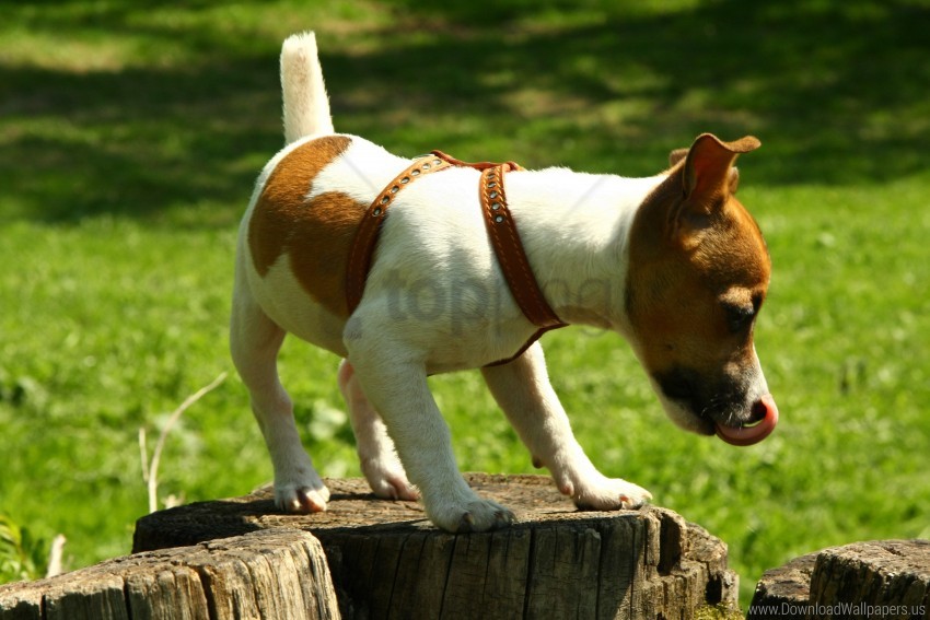 dogs jack russell mood nature tree stump walking wallpaper background best stock photos - Image ID 162224