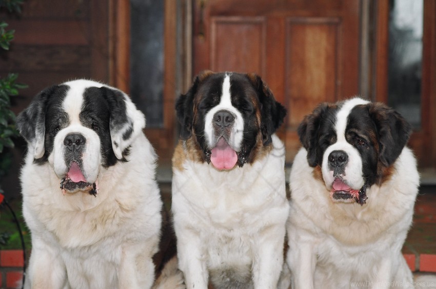 dogs loyalty st bernards three wallpaper background best stock photos - Image ID 160486