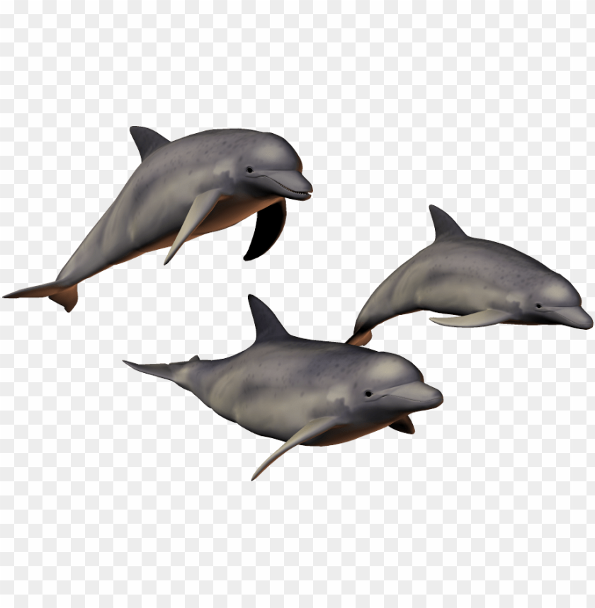 dolphin png,dolphin,dolphin transparent background,dolphin file png,dolphin 

clipart,dolphin png images,dolphin png clipart