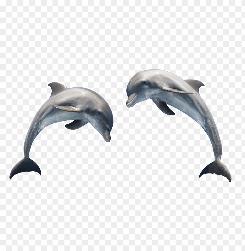 
ocean
, 
fish
, 
animal
, 
dolphin

