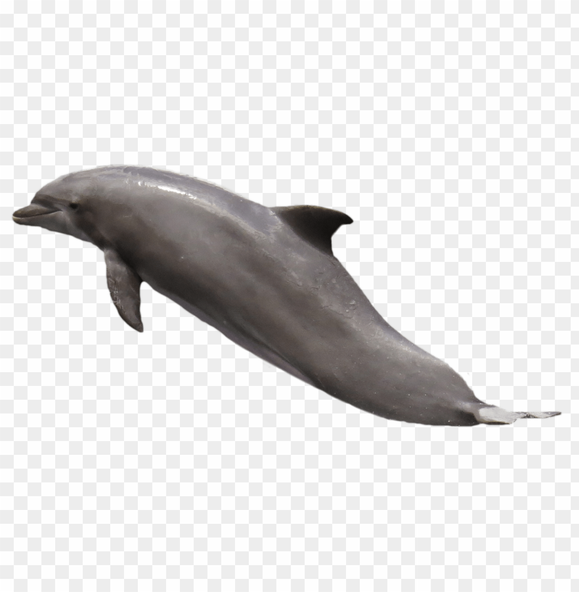 dolphin png images background - Image ID 9489