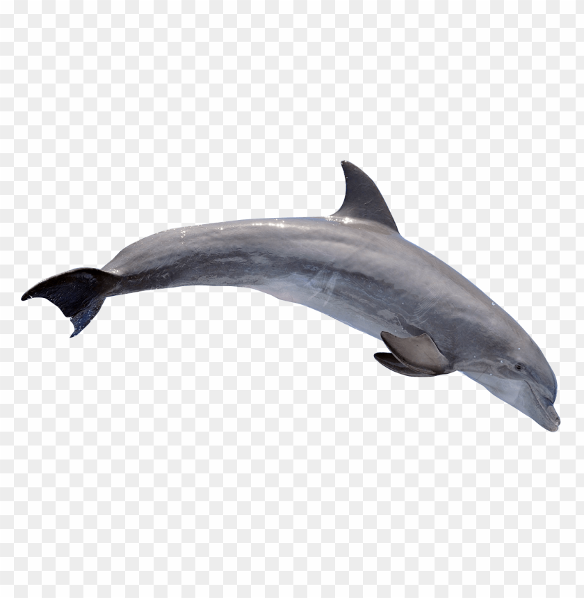dolphin png images background - Image ID 9932