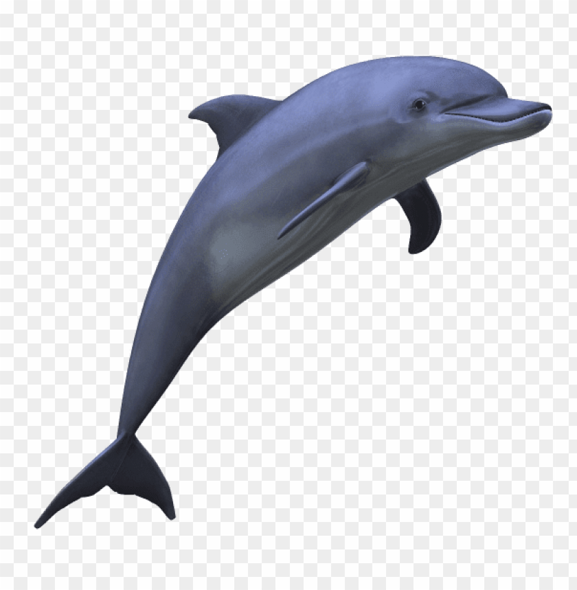animals, sea, dolphin, 