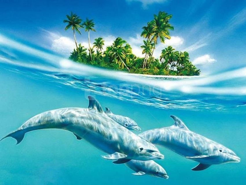 dolphin blue background best stock photos - Image ID 58210