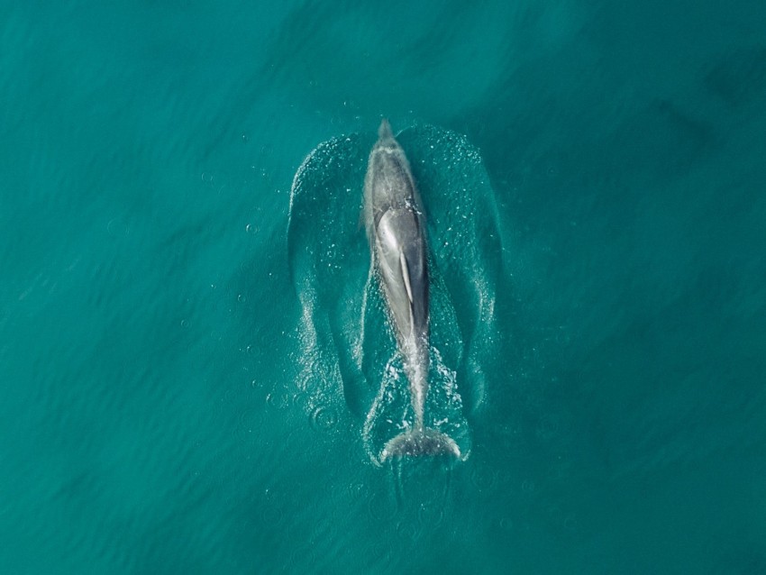 dolphin, fish, aerial view, water, ocean