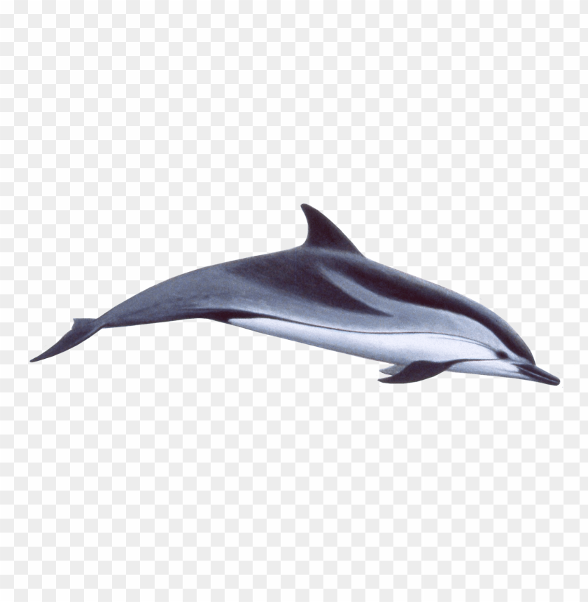 animals, sea, dolphin swimming, 