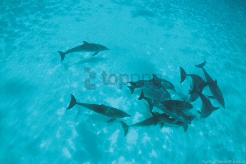 dolphins flock shoal wallpaper background best stock photos - Image ID 160642