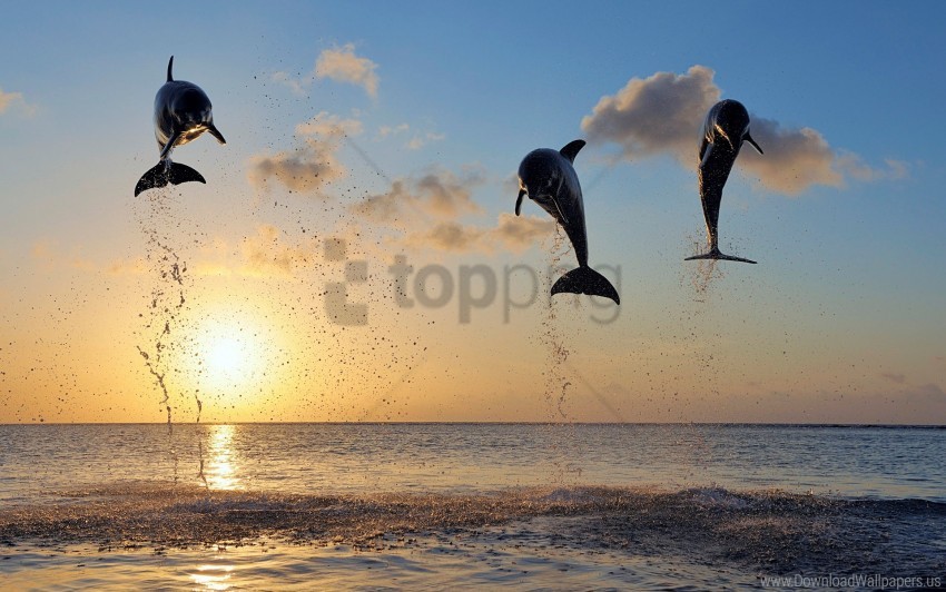 free PNG dolphins, islands wallpaper background best stock photos PNG images transparent