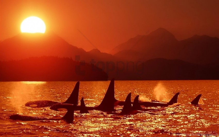 dolphins, killer whales, sea, sky, sunset wallpaper background best stock  photos | TOPpng