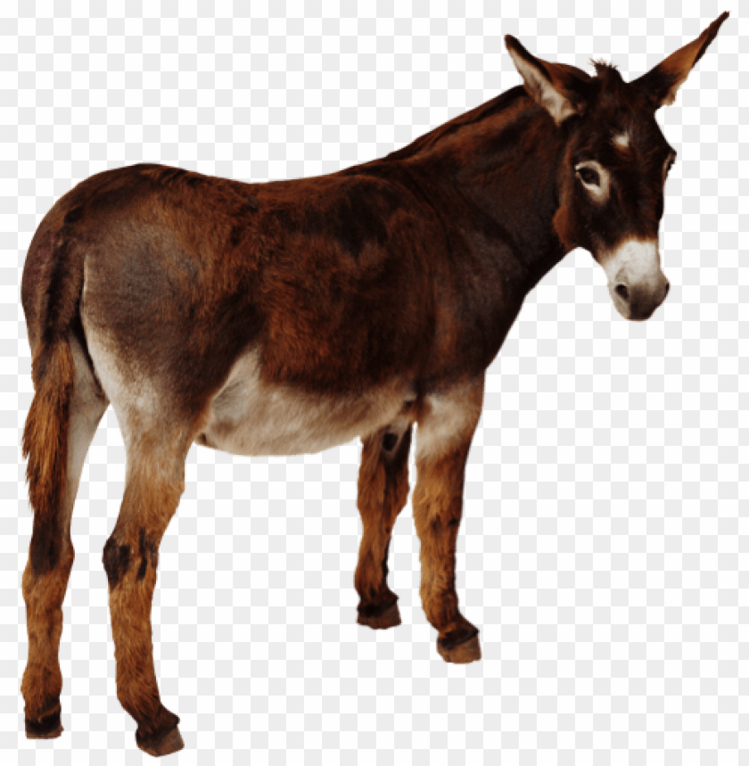 donkey png,donkey,donkey transparent background,donkey file png,donkey 

clipart,donkey png images,donkey png clipart