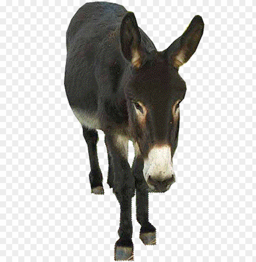 donkey png,donkey,donkey transparent background,donkey file png,donkey 

clipart,donkey png images,donkey png clipart