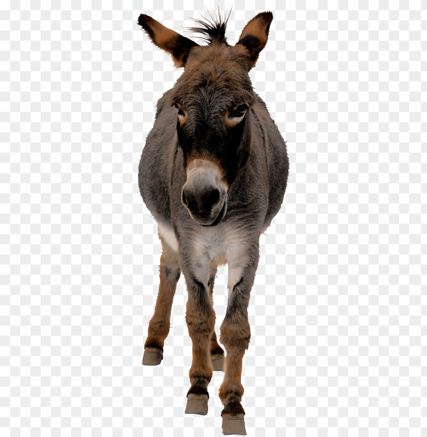donkey png images background - Image ID 1831