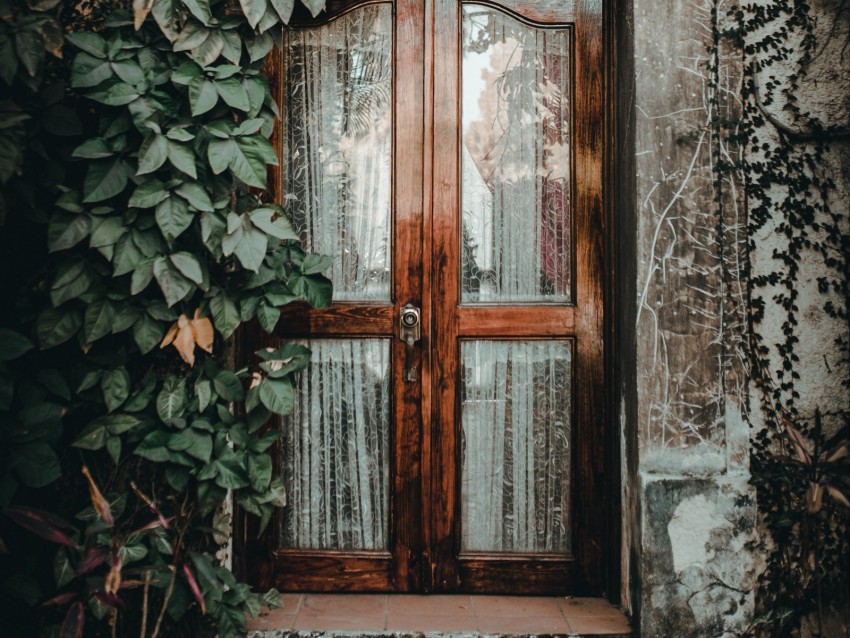 door, ivy, plant, entrance, wooden, glass