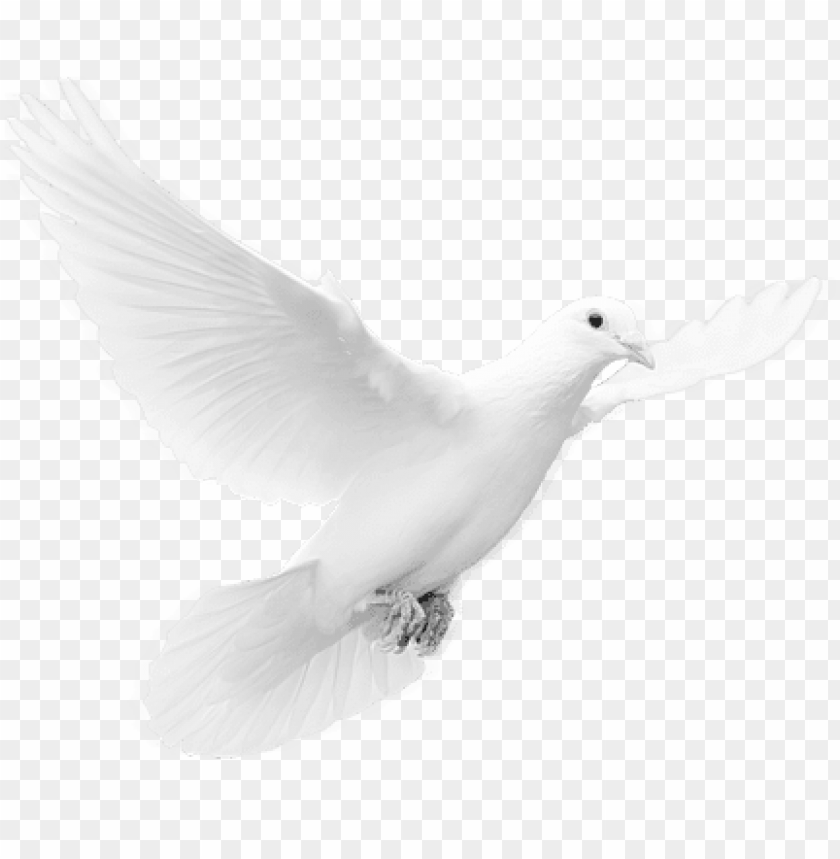phoenix bird, twitter bird logo, big bird, bird wings, flappy bird pipe, royalty