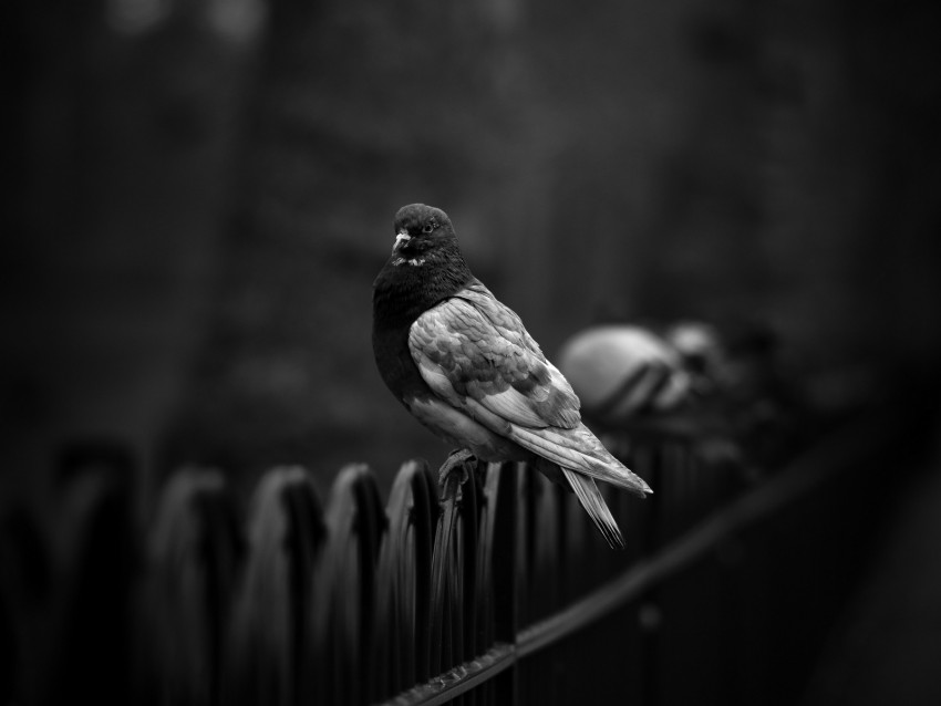 dove, pigeon, bw, bird, fence