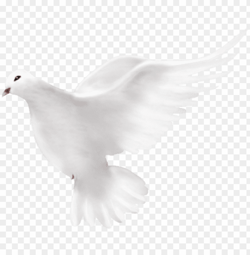 dove png transparent background - home PNG image with transparent background  | TOPpng