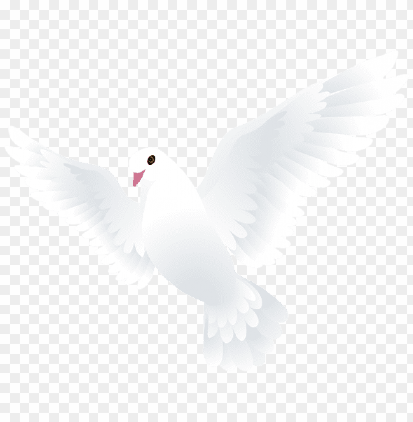 Download dove transparent png images background | TOPpng