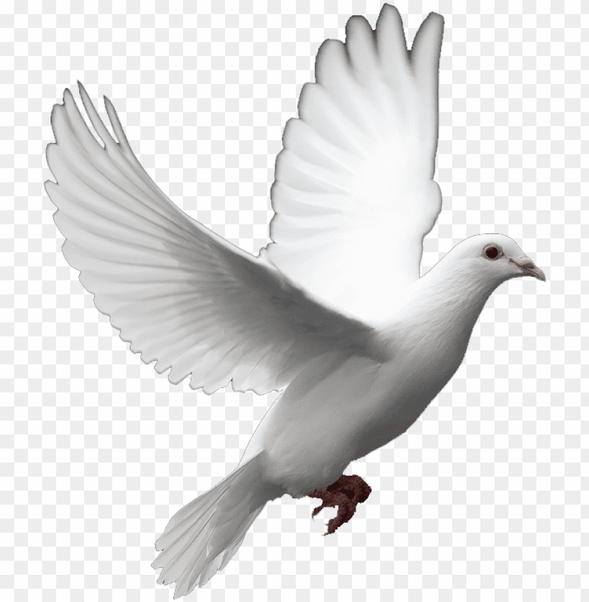 dove transparent background PNG image with transparent background | TOPpng