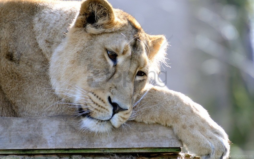 Down Lion Lioness Paw Predator Sad Sleep Wallpaper Background Best Stock Photos
