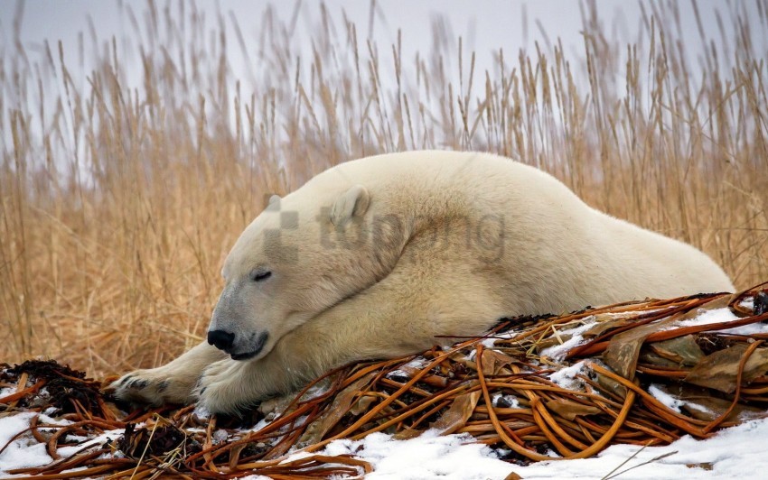 down polar bear sleep snow wallpaper background best stock photos - Image ID 154523
