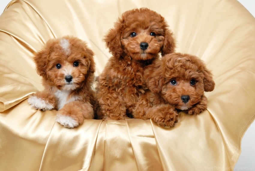Page 22  Wallpaper Cute Puppy Images  Free Download on Freepik