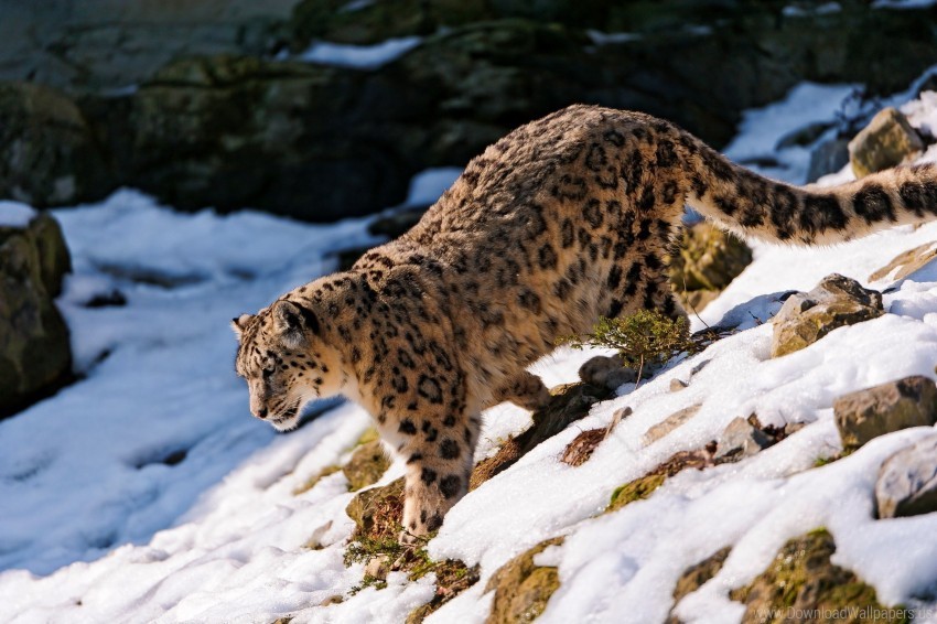 downhill, forest, snow, snow leopard, walk wallpaper background best stock photos@toppng.com