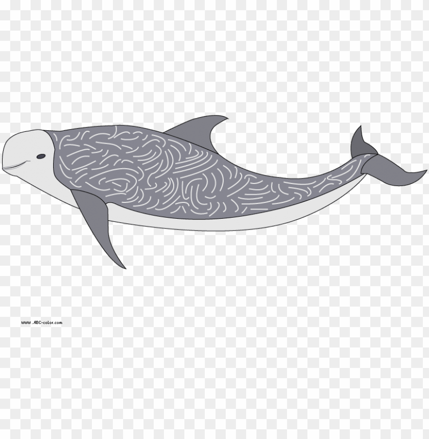 download bitmap picture rissos dolphin dolphi PNG transparent with Clear Background ID 283336