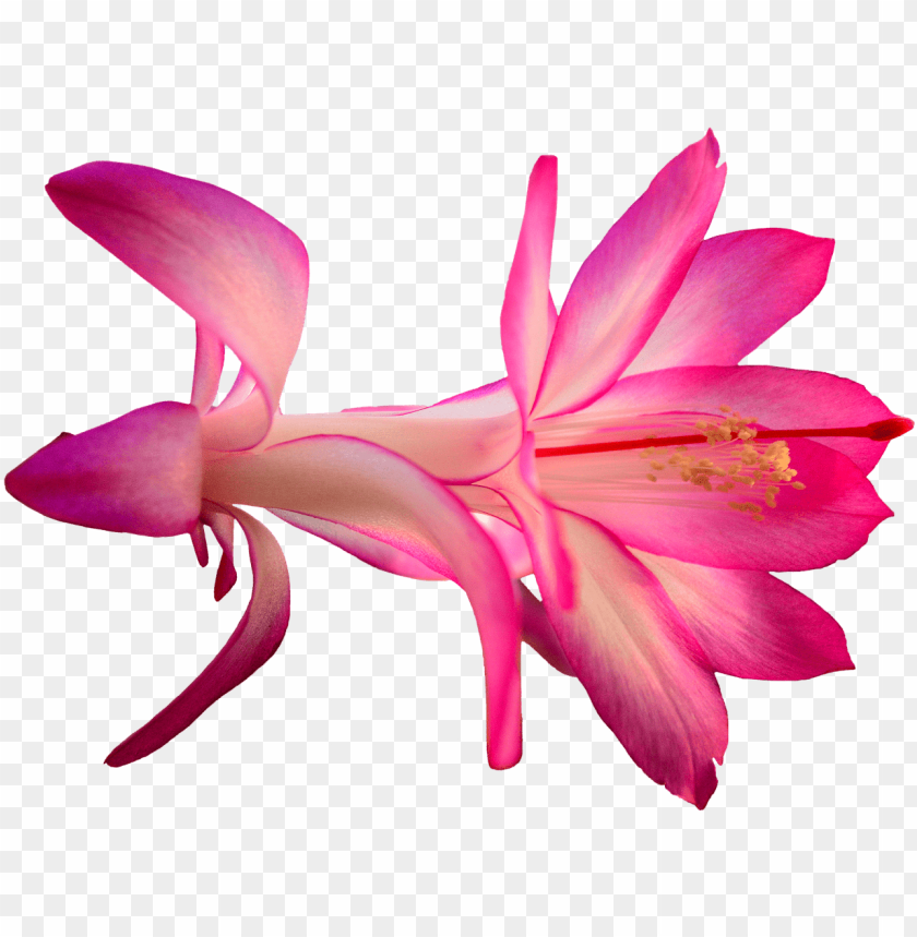 Free Free Cactus Flower Svg Free SVG PNG EPS DXF File