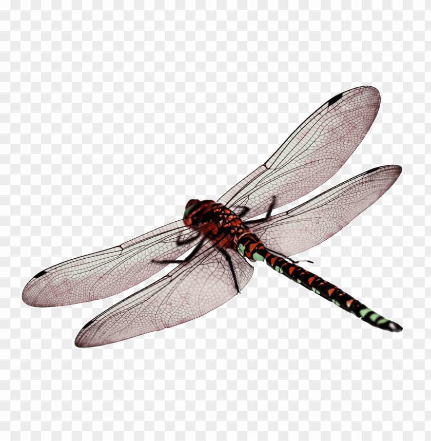 
fly
, 
wings
, 
insect
, 
dragonfly
, 
animals
