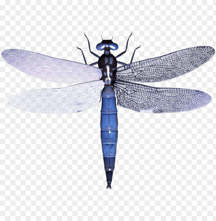 
dragonfly
, 
insects
, 
odonata
, 
anisoptera
, 
animal
