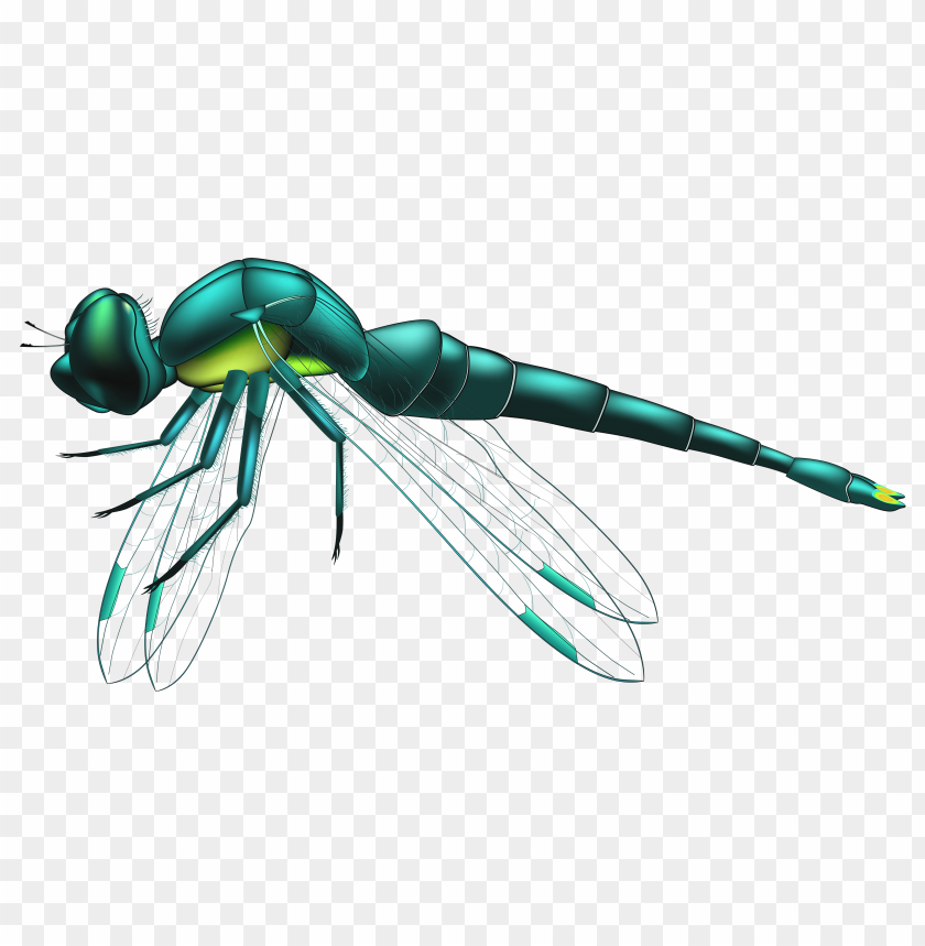 Download dragonfly blue png - Free PNG Images | TOPpng